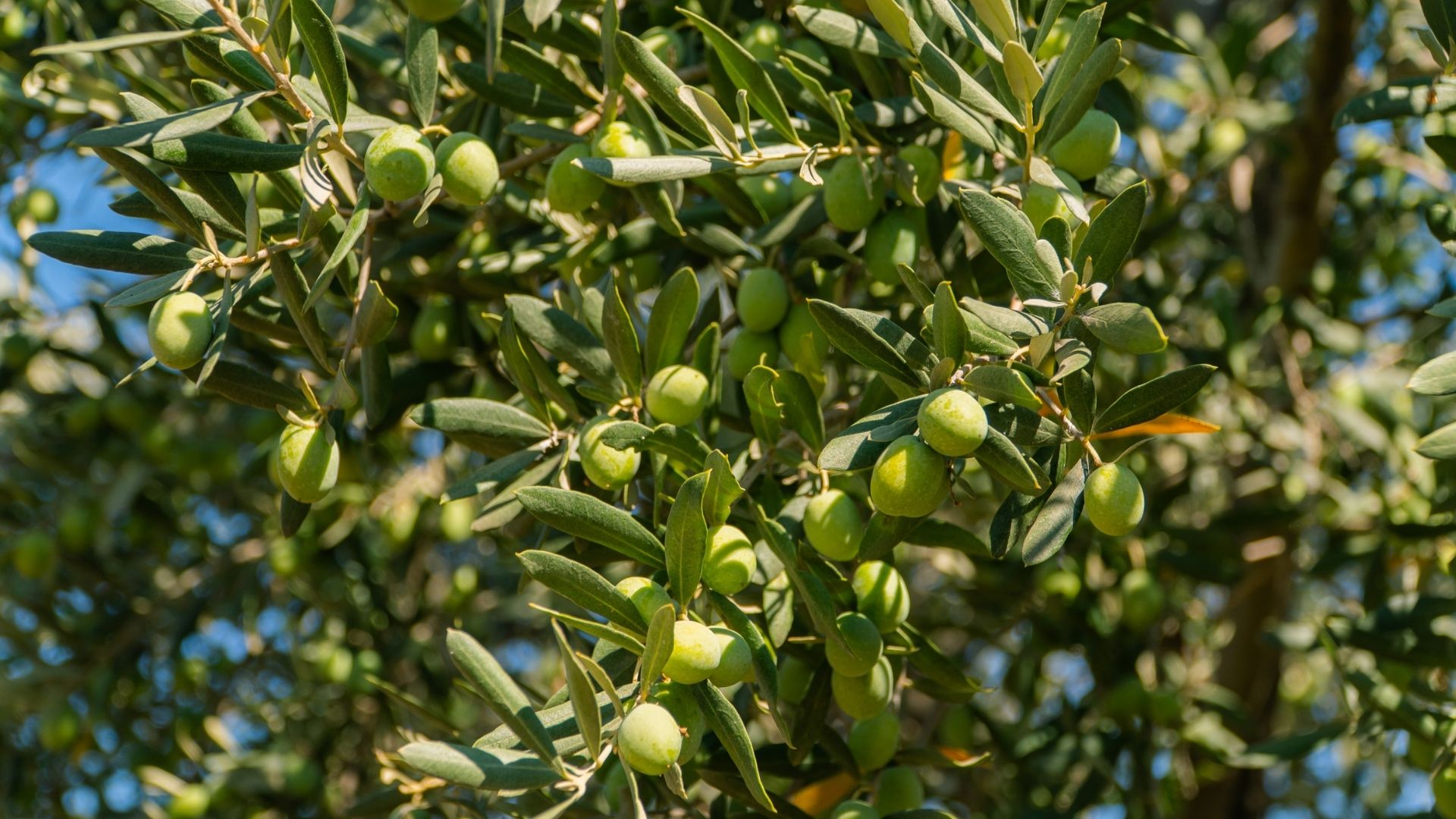 Zeytin Çiftliğine Yatırım Yapmak Karlı Mı?