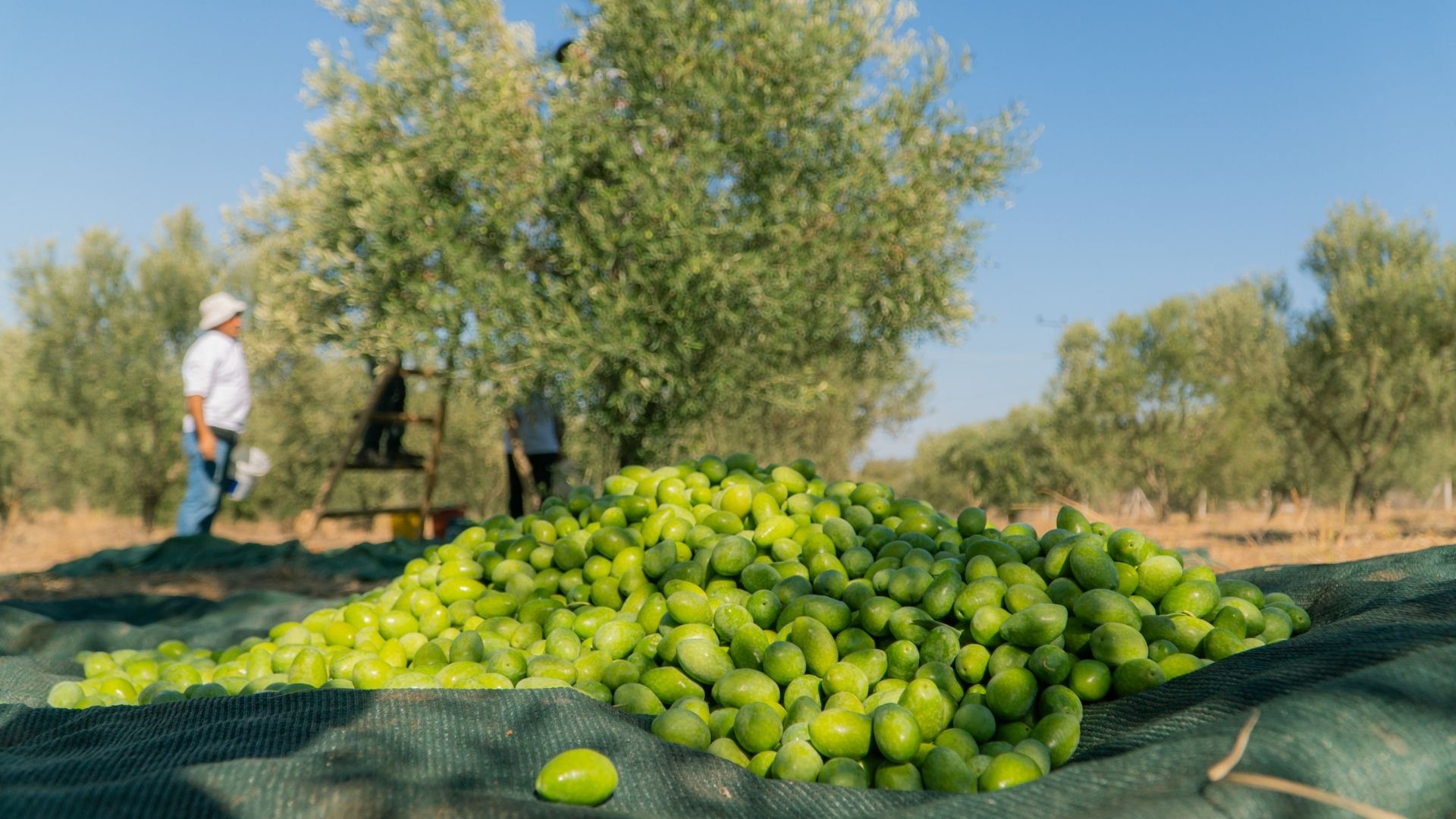 Türkiye’de Zeytin Yetiştiriciliği Ve Zeytinde Gelişmeler